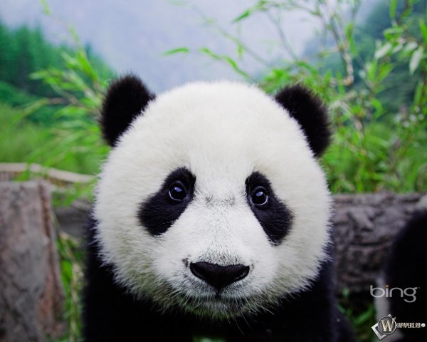 панда медведь