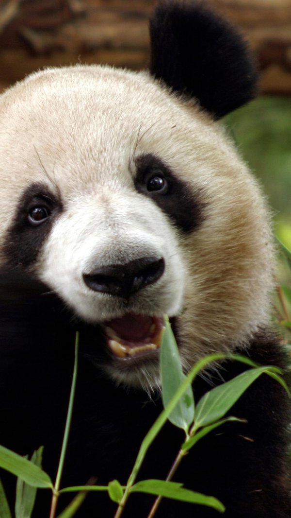 панда ест бамбук