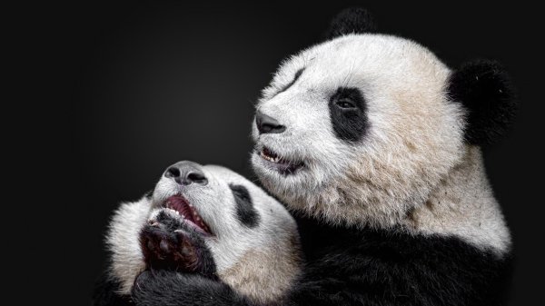 панда с детенышем