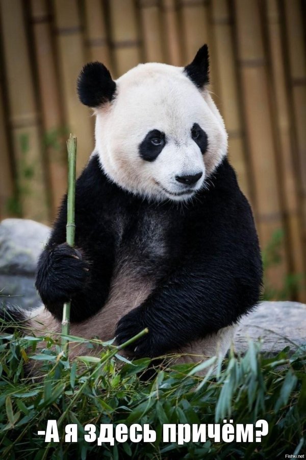 панда кушает бамбук