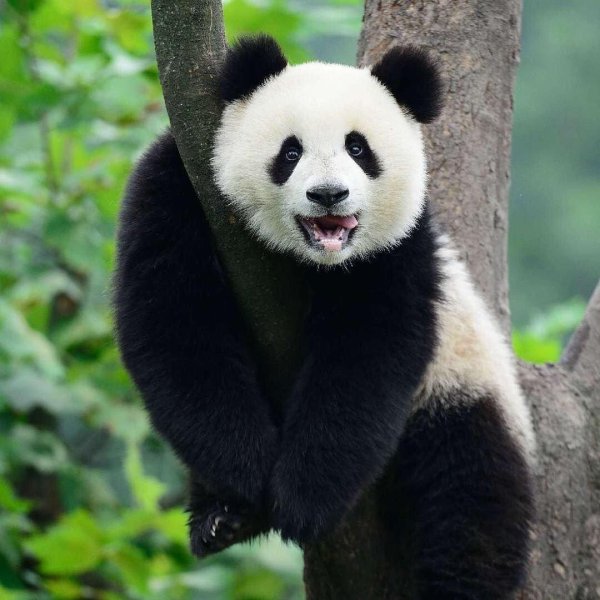 большие панды