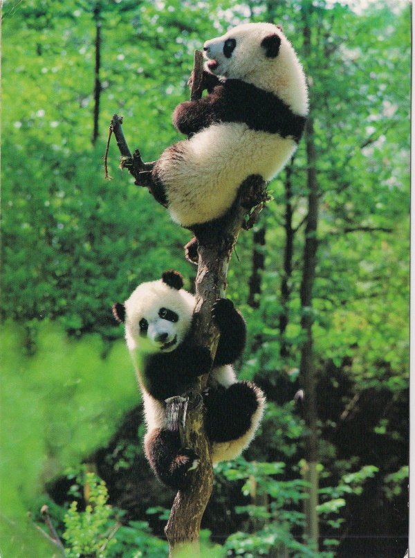 панда медведь