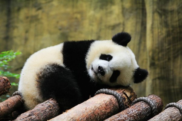 медвежонок панда