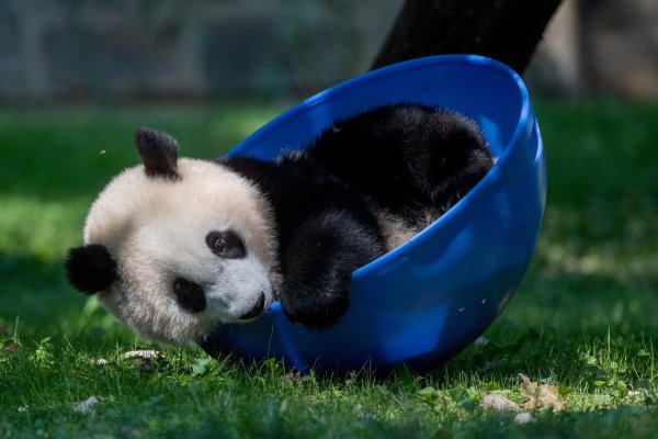 панда детеныш