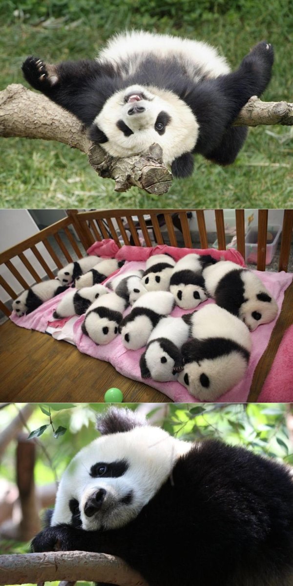 детеныши панды