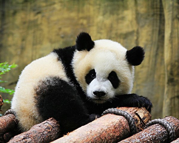 медвежонок панда