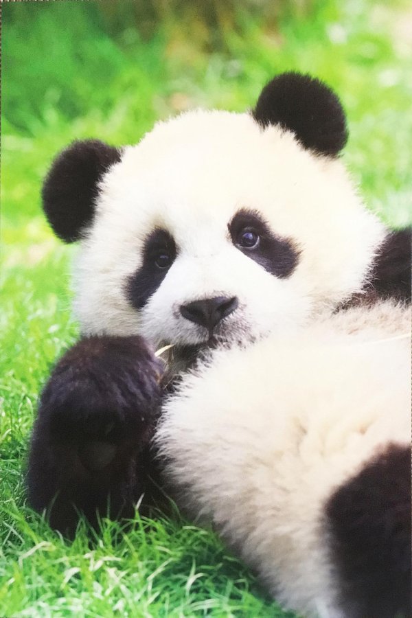 панда детеныш