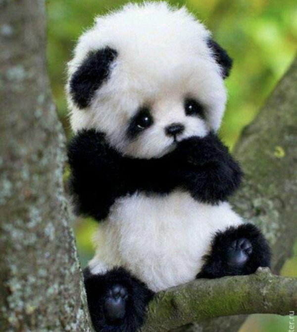 милые панды