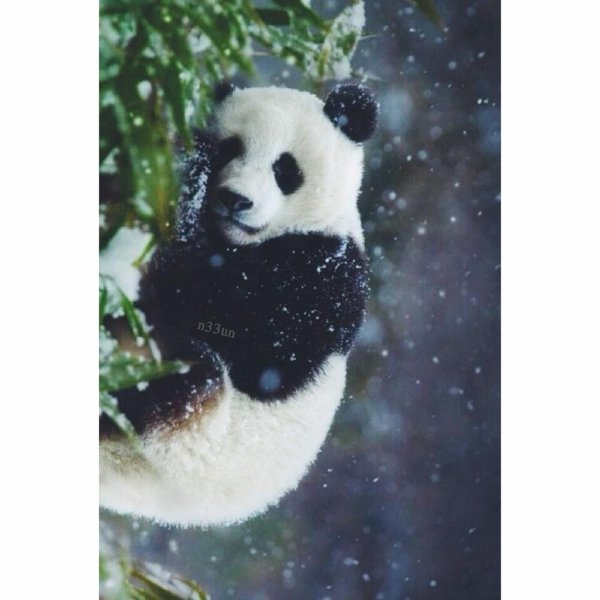 панда зимой