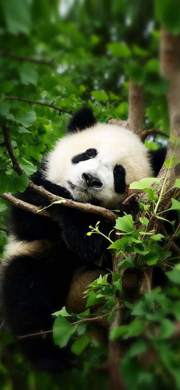 панда на ветке