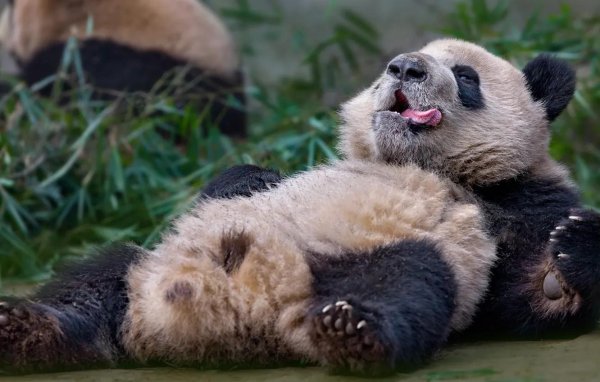 у панды 6 пальцев