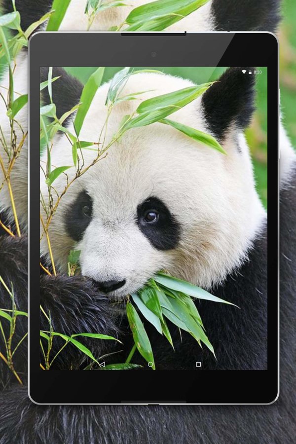 медвежонок панда