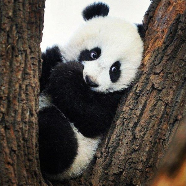 пандочка пандочка