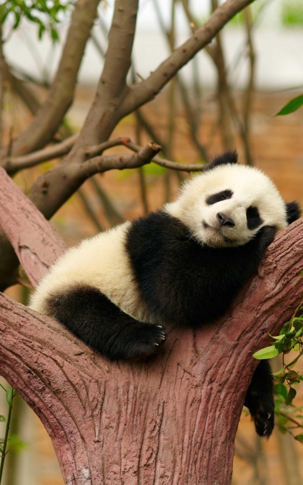 панда обыкновенная