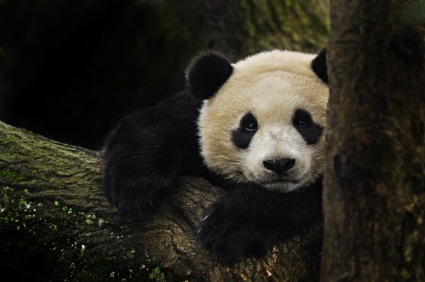 красивая панда