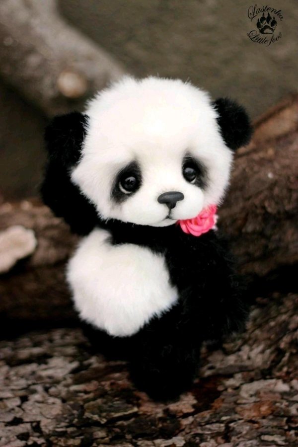 маленькая пандочка