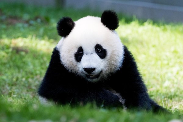 пушистая панда