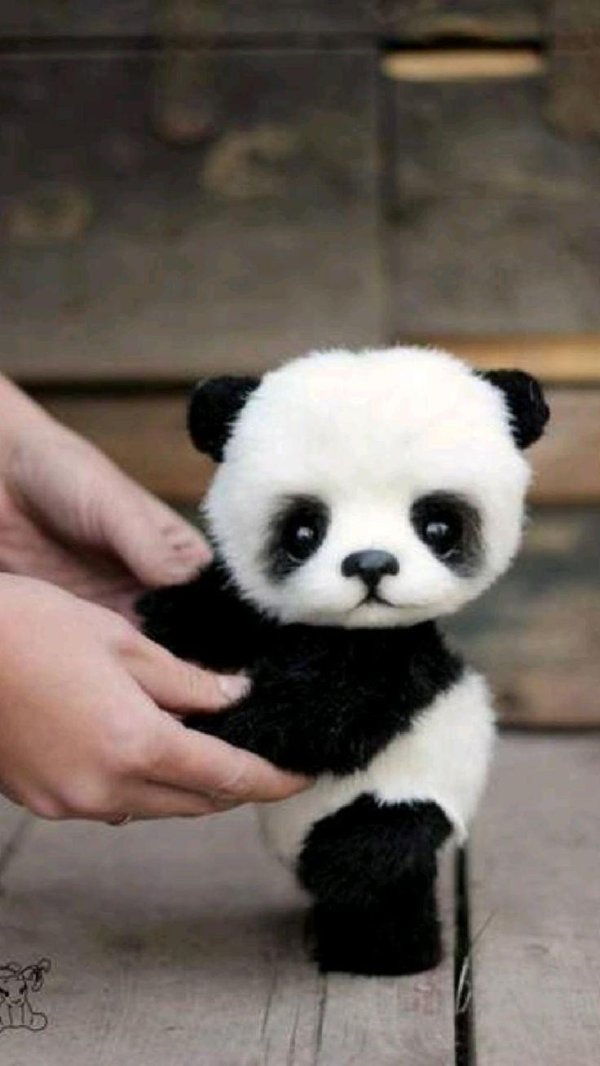 маленькая пандочка