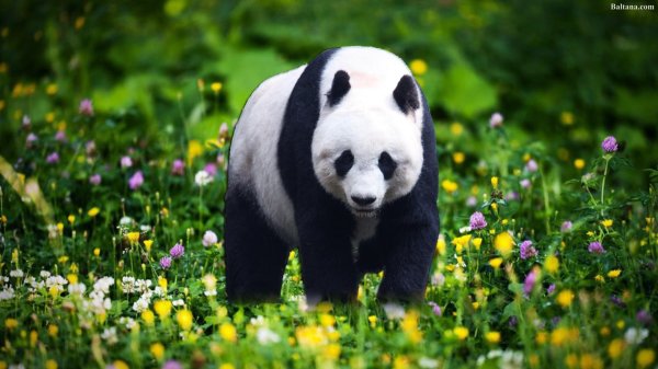 гигантская панда