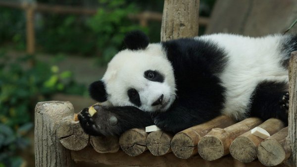 сонная панда