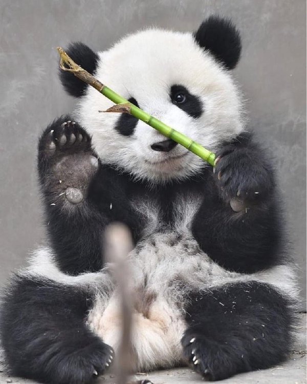 панда кушает бамбук