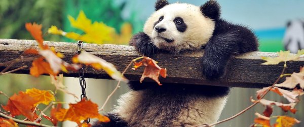 симпатичная панда