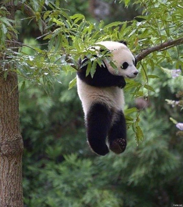 панда на дереве