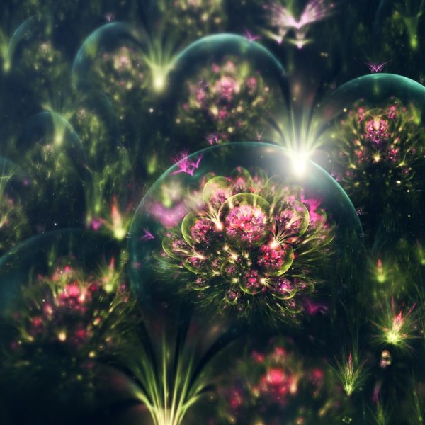 цветок сильвия кордедда