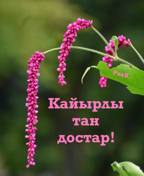 persicaria orientalis