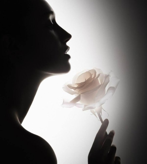 розы светлые