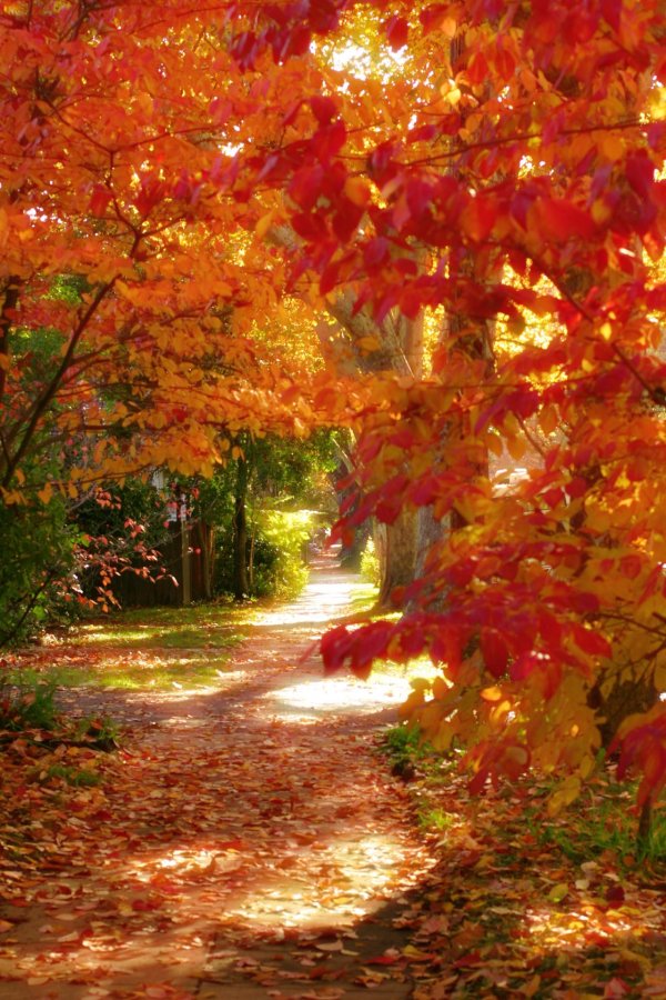 осенние пейзажи