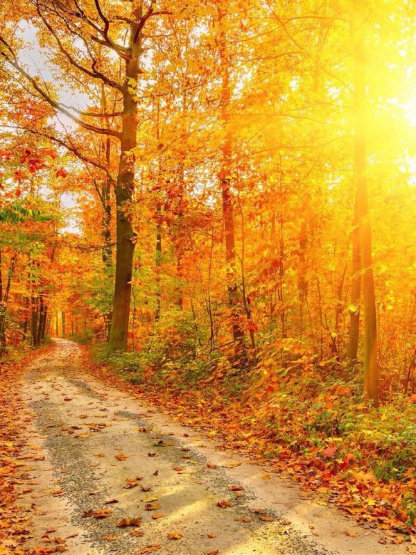 осенние пейзажи