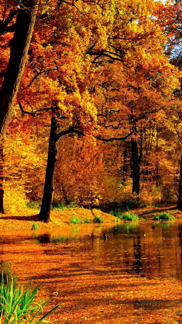 осенние пейзажи