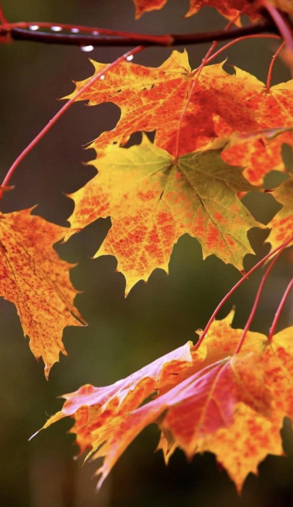 осенние листья красивые