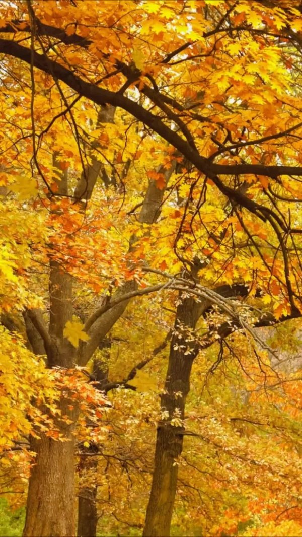 осенние пейзажи