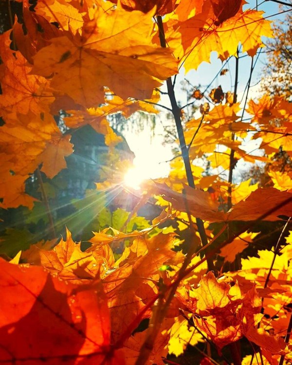 красивая осень