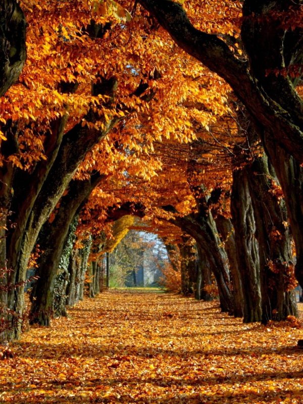 осенние аллеи