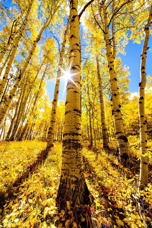 желтая береза