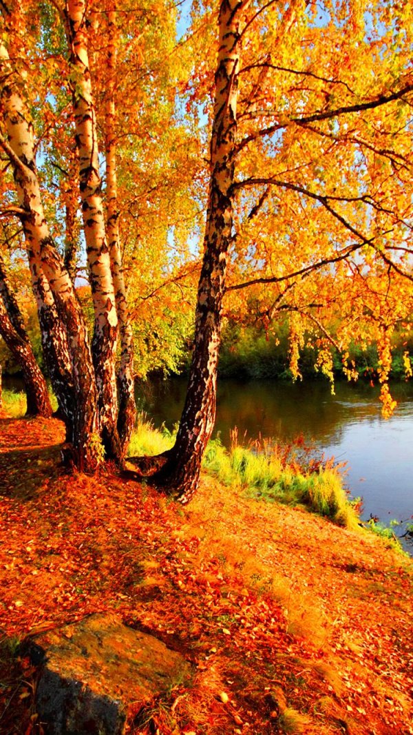 лес осенний