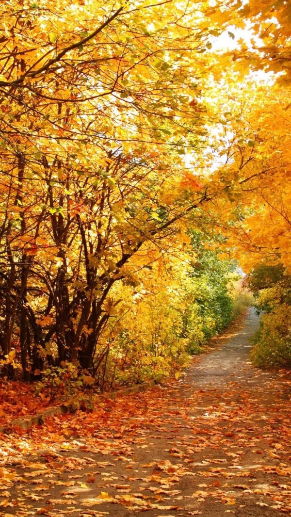 осенние пейзажи