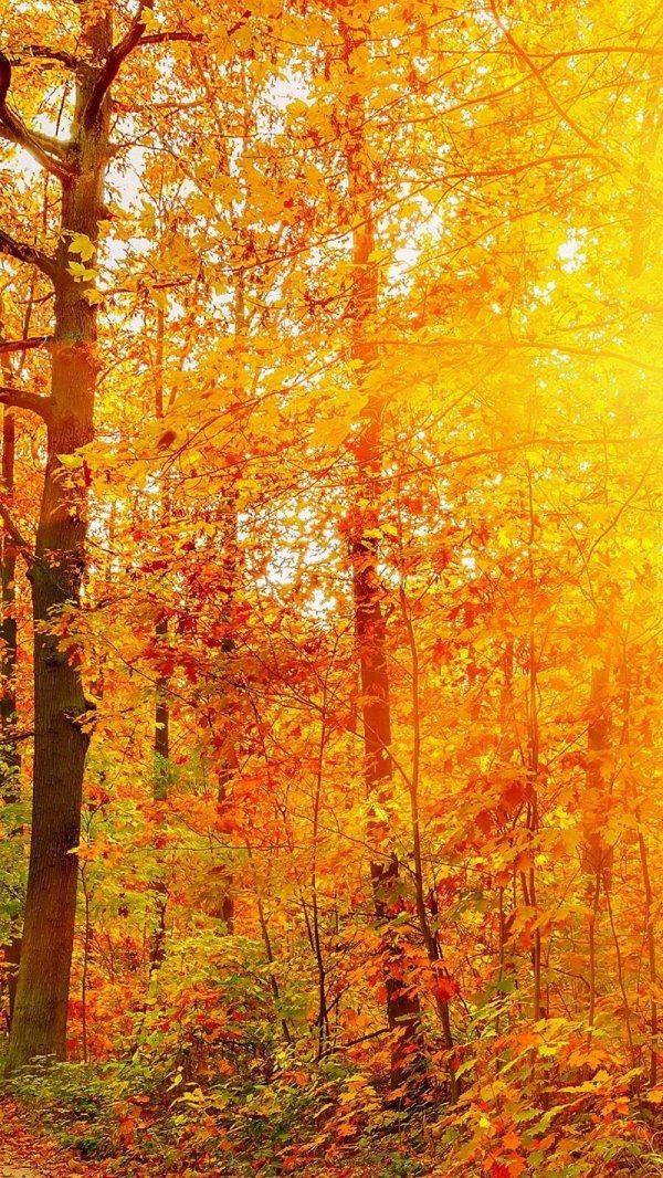 в осеннем лесу