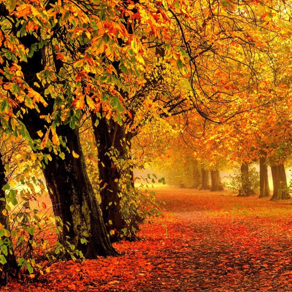 осенние пейзажи