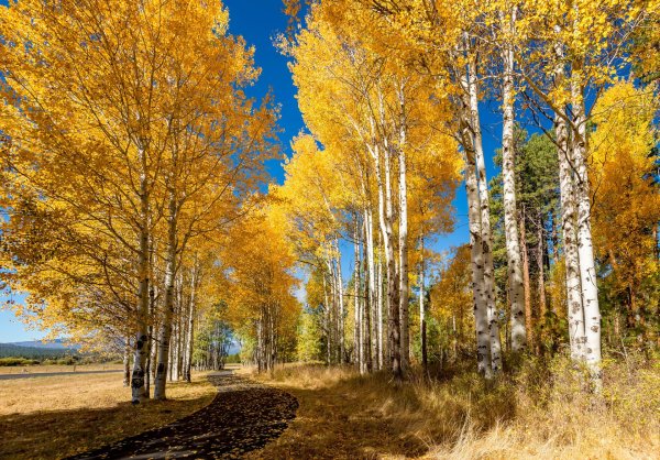 Осень золотая