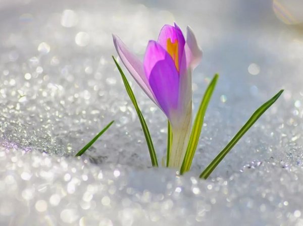 весенние статусы красивые