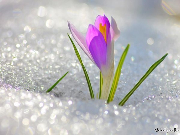 весенние статусы красивые