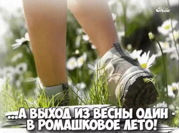 ромашковое лето