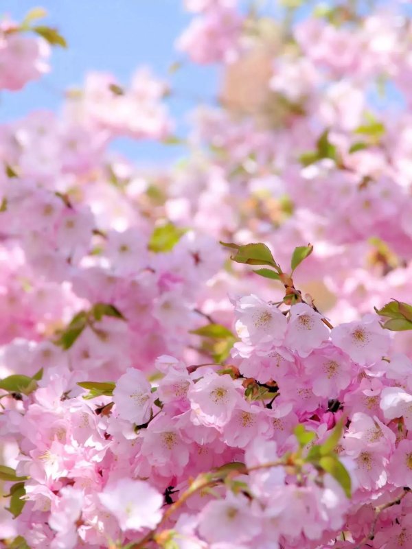 цветет вишня