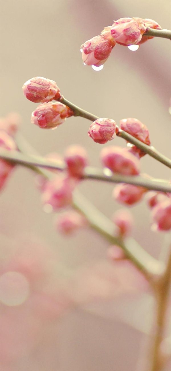 весенняя ветка