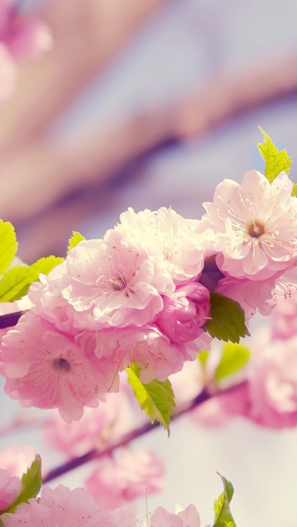 spring blossoms крема