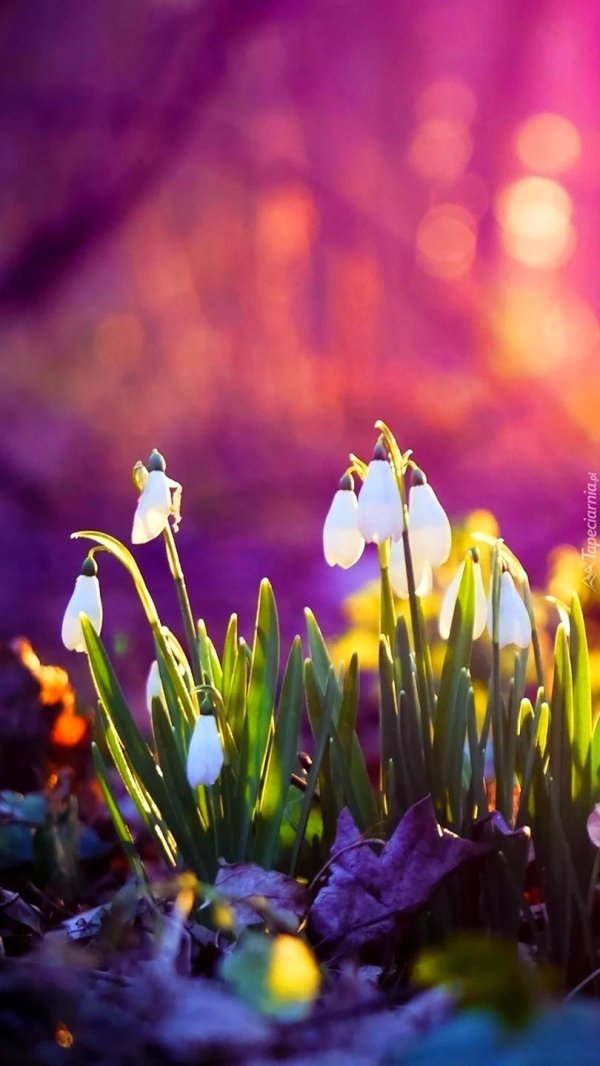 прекрасная весна